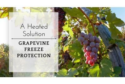 Grapevine Freeze Protection: A Heated Solution